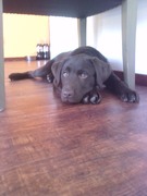 puppy