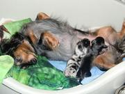 puppy
