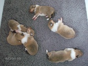 puppy