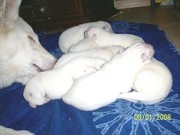 puppy