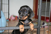 puppy