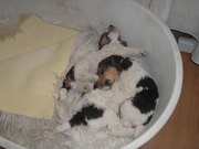 puppy
