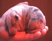 puppy
