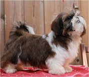 puppy