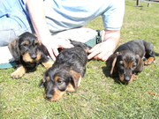 puppy