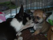 puppy