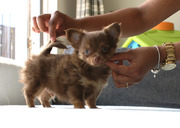 puppy