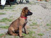 puppy