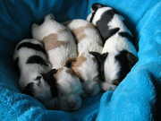 puppy