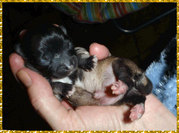 puppy