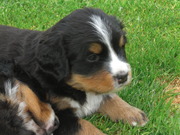 puppy