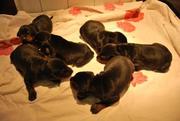 puppy