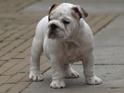puppy