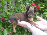 puppy