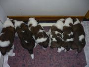 puppy