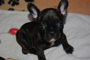 puppy