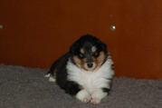 puppy