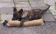 puppy