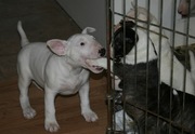 puppy