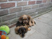 puppy