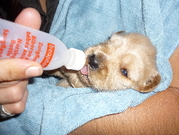 puppy
