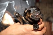 puppy