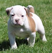 puppy