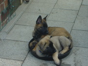 puppy
