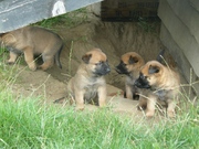 puppy