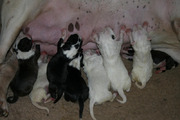 puppy