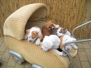 puppy