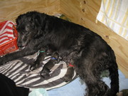 puppy