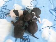 puppy