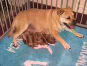 puppy