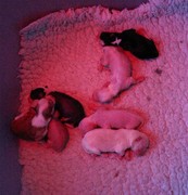 puppy