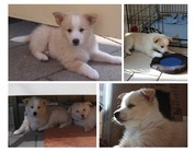 puppy