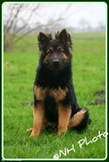 puppy