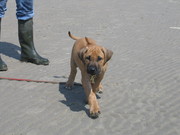 puppy