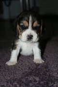 puppy