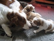puppy