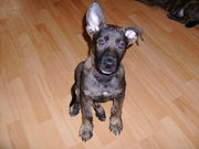 puppy