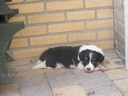puppy