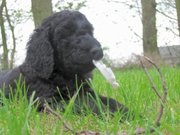 puppy