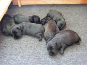 puppy