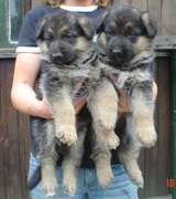 puppy