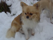 puppy