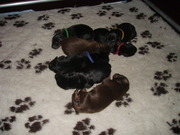 puppy