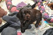 puppy