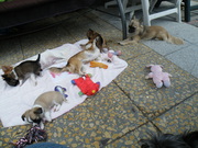 puppy