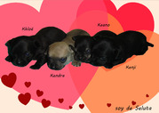 puppy